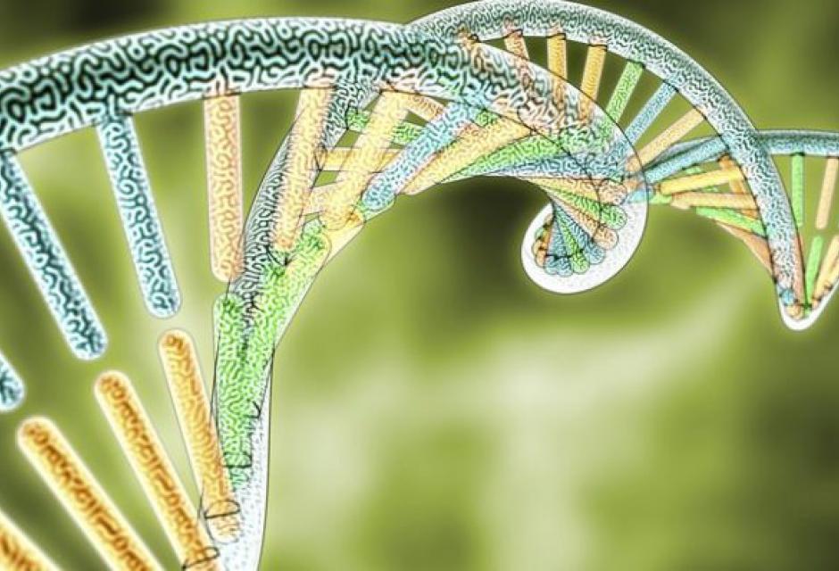 Home | Oxford Biological Anthropology